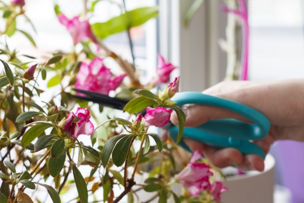 Azalea Pruning in Columbus
