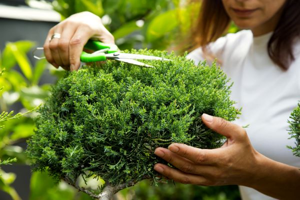 Cost of Juniper Shrub Pruning in Columbus