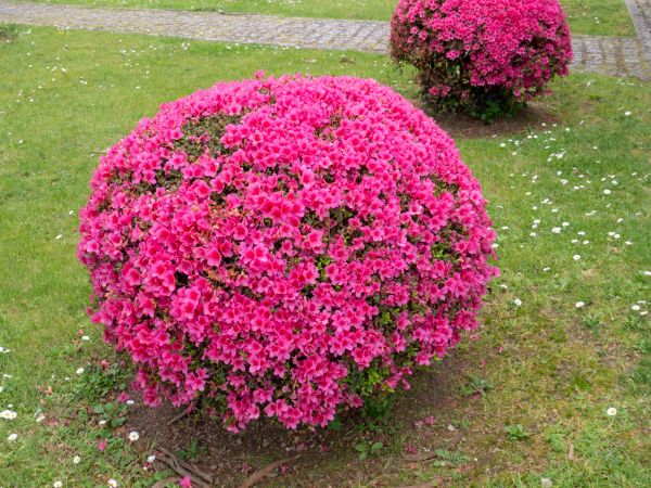 Cost of Rhododendron Pruning in Columbus