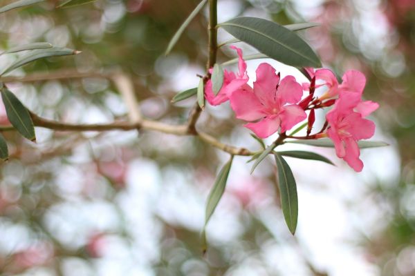Cost of Oleander Removal in Columbus