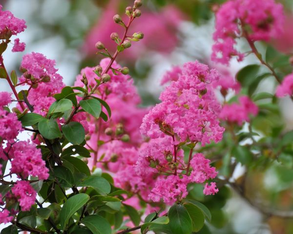 Cost of Crepe Myrtle Removal in Columbus