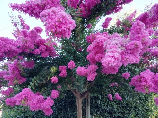 Cost of Crape Myrtle Pruning in Columbus