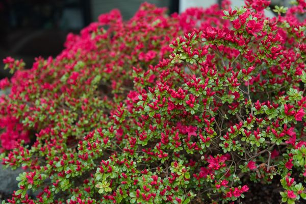 Cost of Weigela Removal Service in Columbus