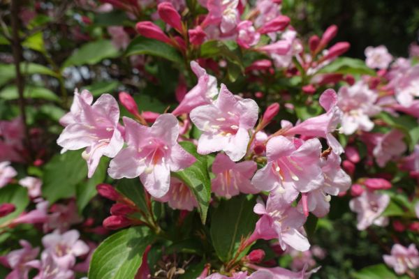 Cost of Weigela Pruning Service in Columbus
