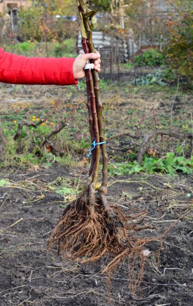 Cost of Shrub Root Removal in Columbus