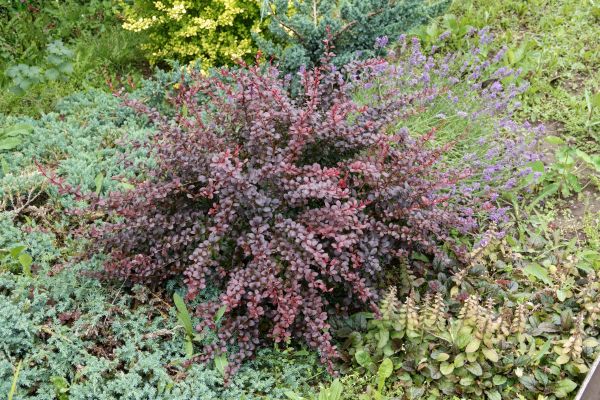 Cost of Japanese Barberry Removal in Columbus