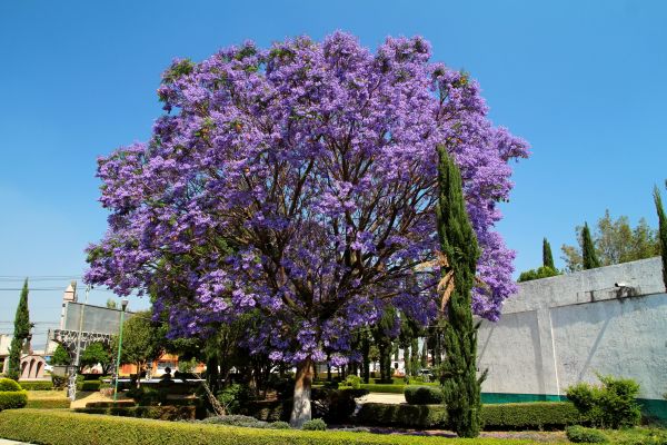 Cost of Jacaranda Pruning in Columbus