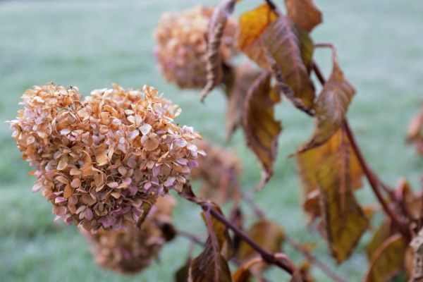 Cost of Hydrangea Removal in Columbus
