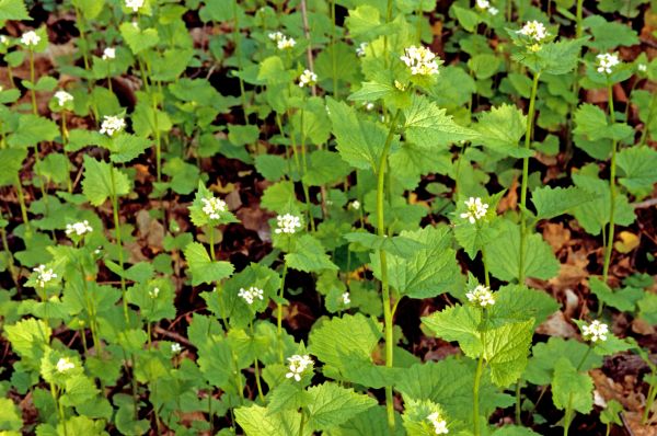 Cost of Garlic Mustard Removal in Columbus