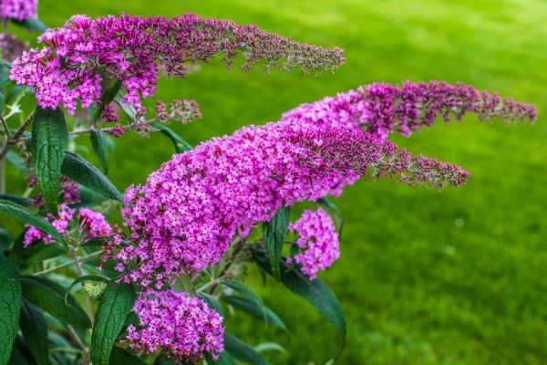 Cost of Butterfly Bush Removal in Columbus