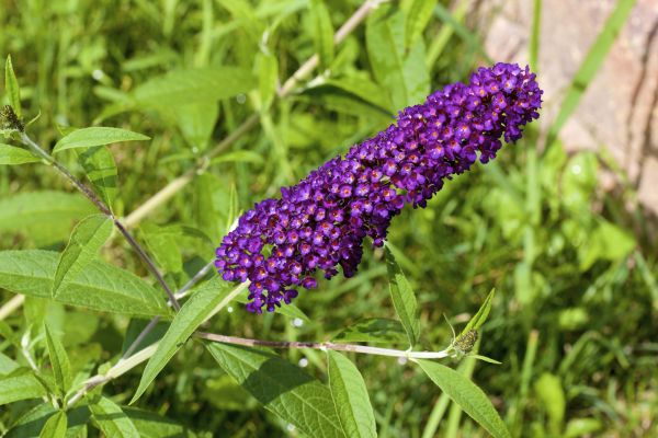 Butterfly Bush Pruning in Columbus