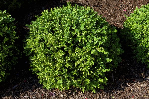 Cost of Boxwood Removal in Columbus