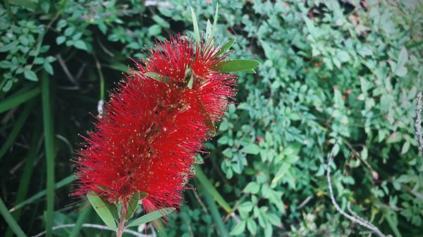 Cost of Bottlebrush Pruning in Columbus