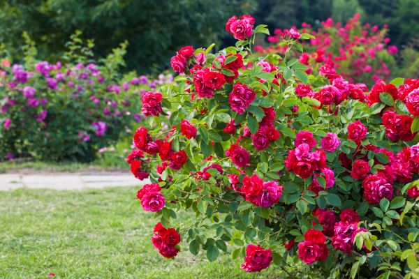 Shrub Trimming in Columbus