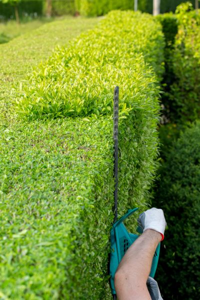 Hedge Trimming in Columbus